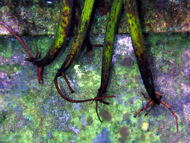 mangrove2