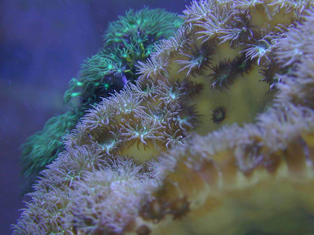 turbinaria