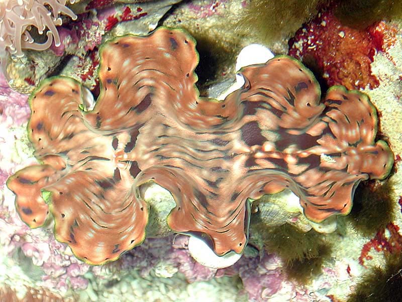 clam