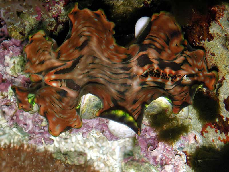 clam1