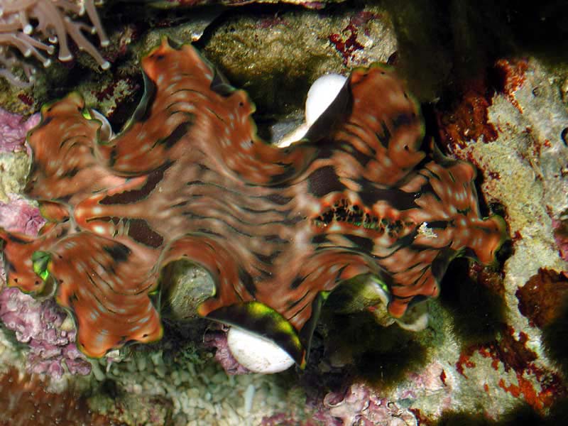 clam2