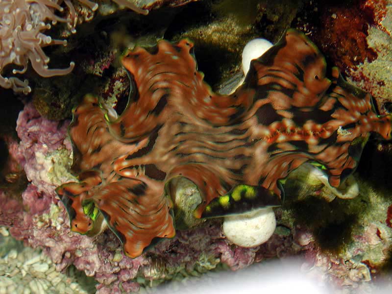 clam3