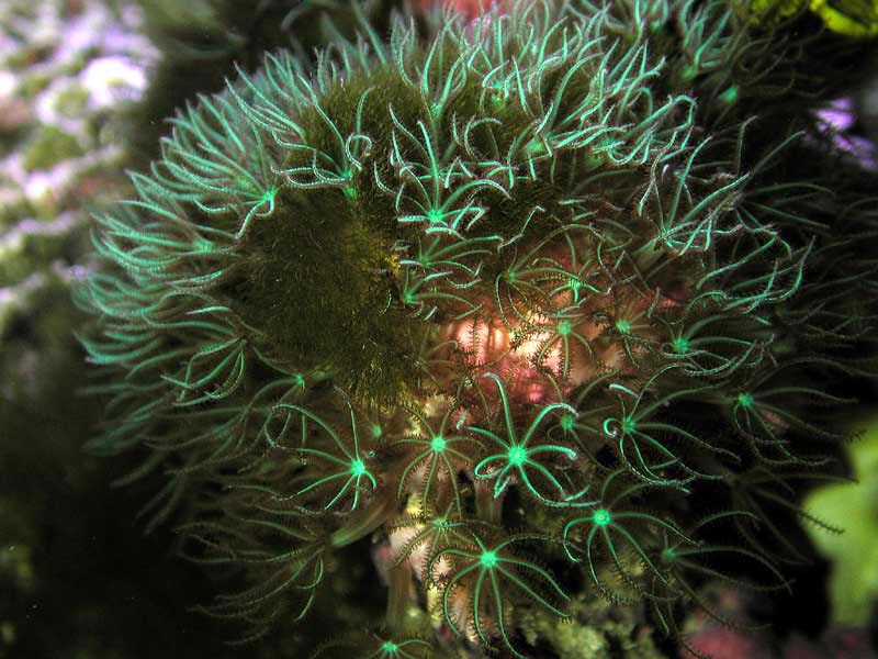 pachyclavularia