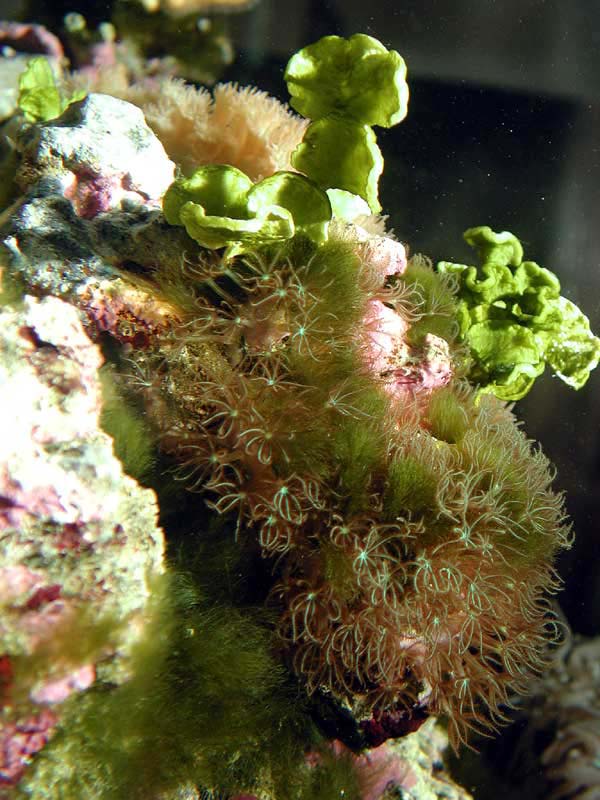 pachyclavularia2