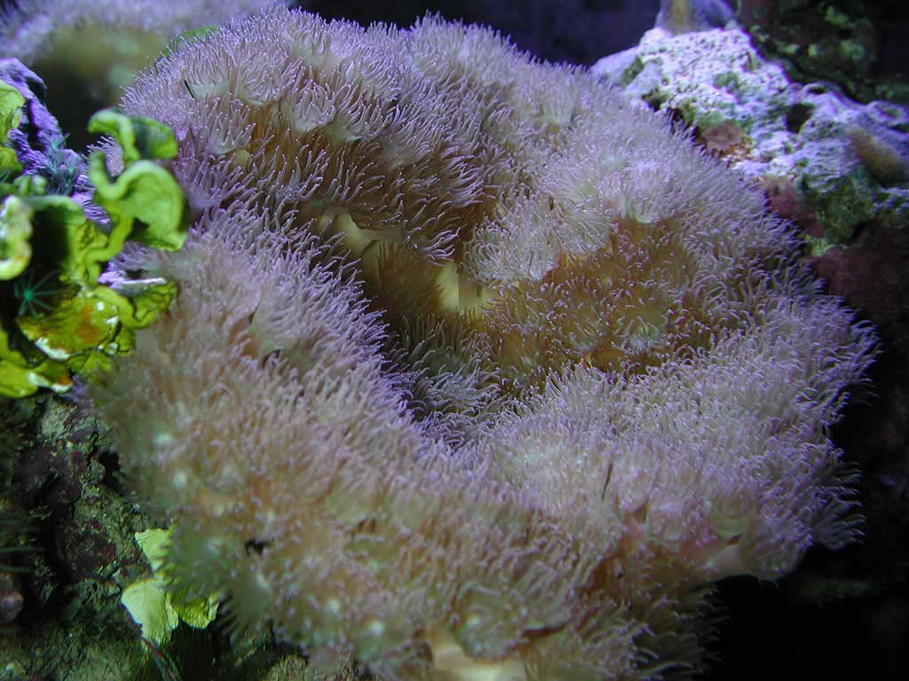 turbinaria