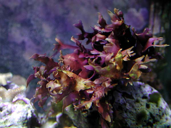 macro1