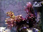 macro3