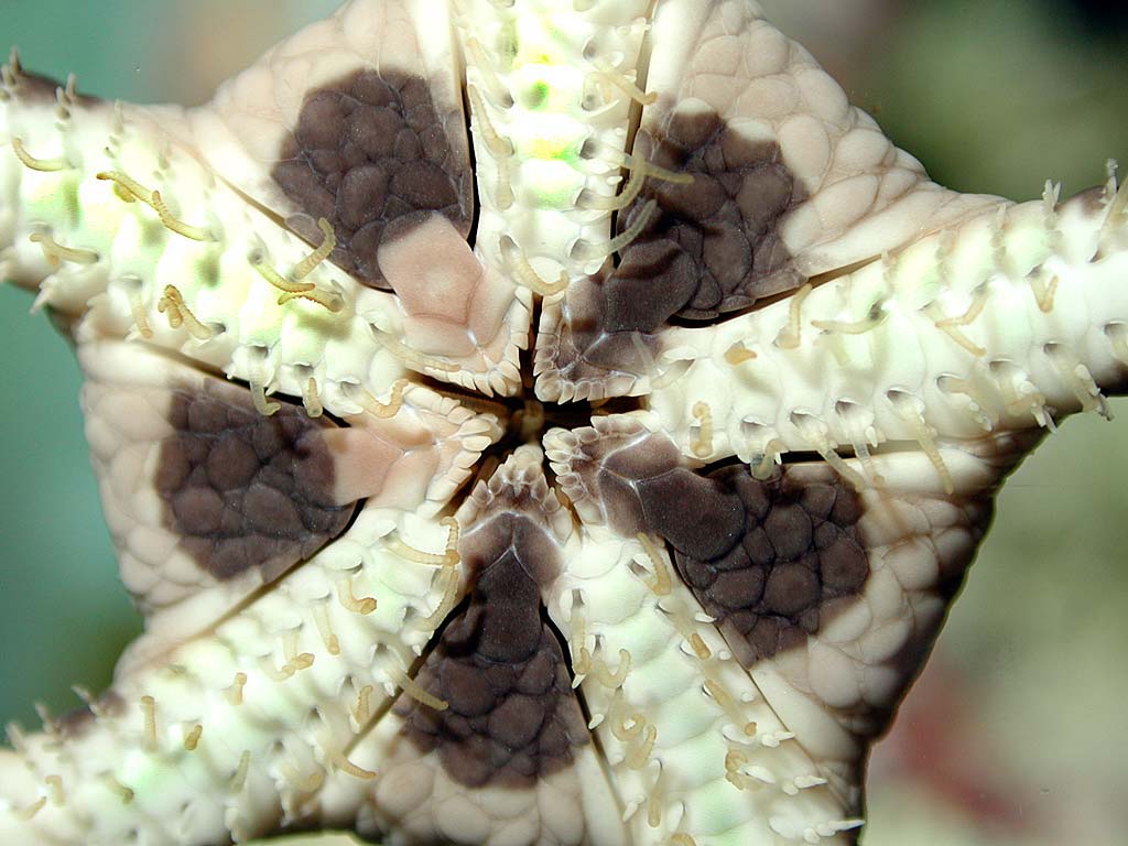 ophiure2