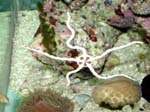 ophiure1