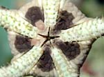 ophiure2