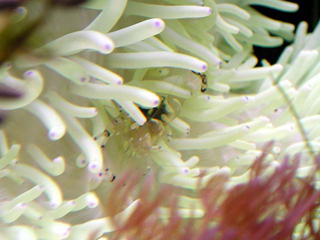 anemoneshrimp