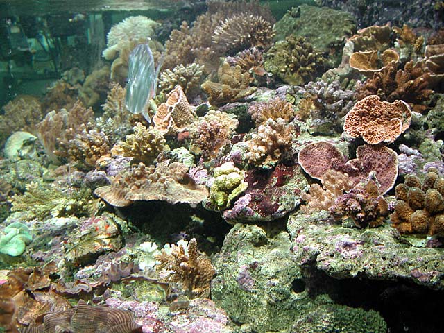 tank1