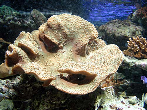 coral1