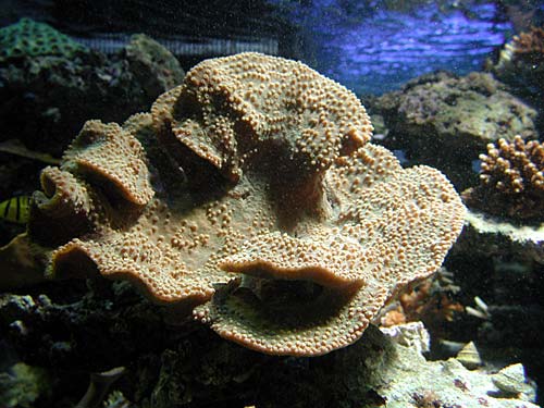 coral2