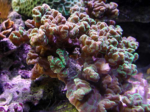 coral3