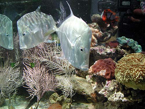 fish1