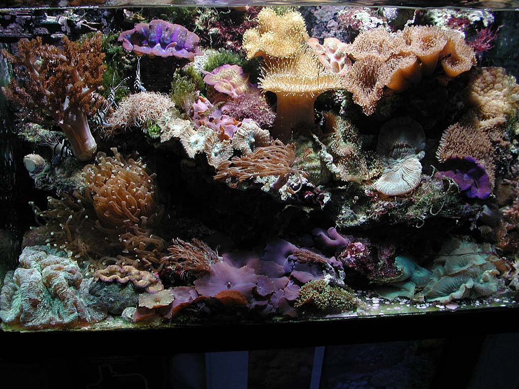 smalltank
