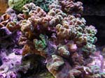 coral3