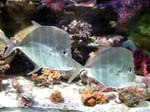 fish2