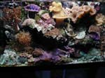 smalltank