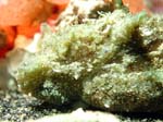 uglyturd2