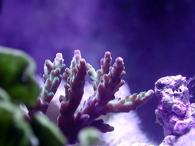 acro1-1