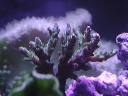acro1-2