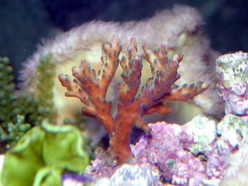 acro1-3