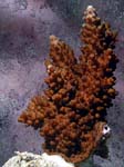acro2-2