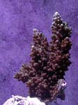 acro2-3