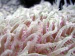 fungia