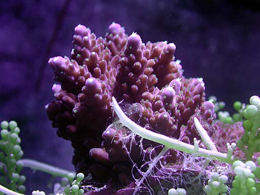 acro1