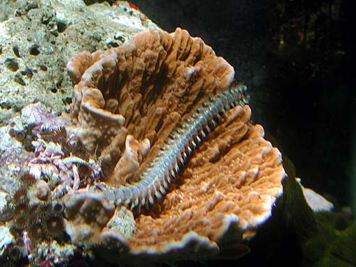 worm3