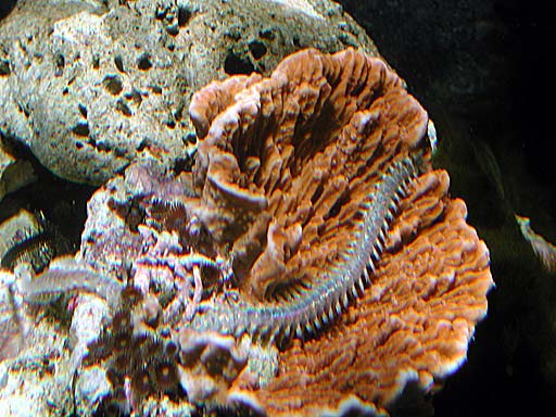 worm4