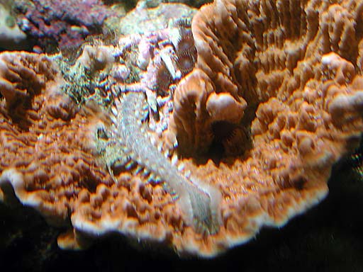 worm5