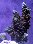 acro2