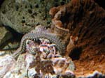 worm1