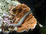 worm3