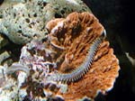 worm4