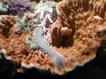 worm5