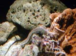worm6