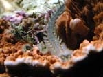 worm7