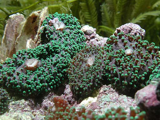 shroom1