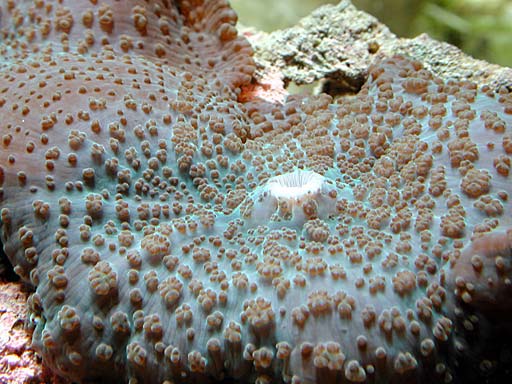 shroom2