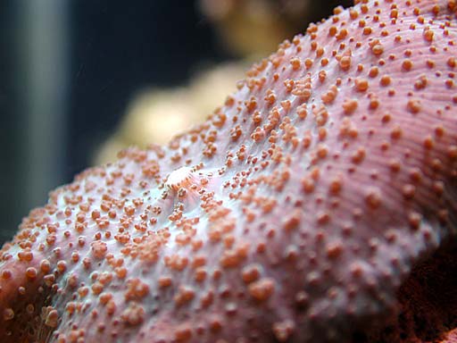 shroom3