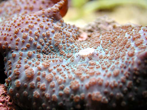shroom4