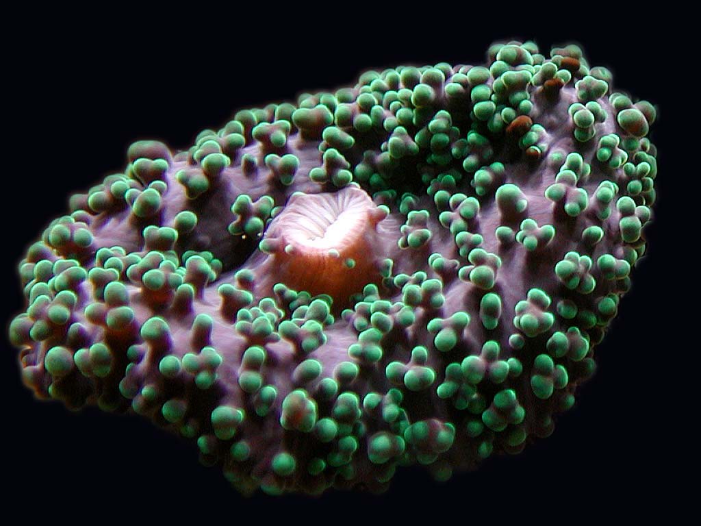 singleshroom