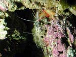 shrimps1