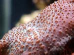 shroom3