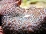 shroom4